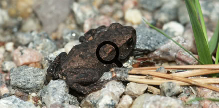 2005_07_23 Sammakonpoikanen