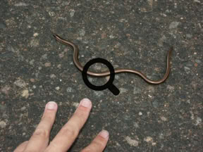 2005_07_29 Vaskitsa (Anguis fragilis)
