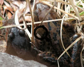 2007_04_25 Sammakot (rana temporaria)