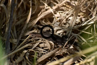 2023_06_11 Sisilisko (Lacerta vivipara)