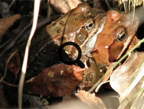 2007_04_25 Sammakot (rana temporaria)