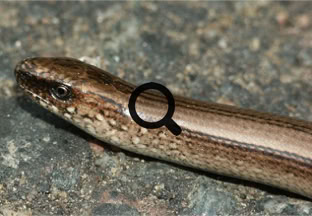 2005_07_29 Vaskitsa (Anguis fragilis)