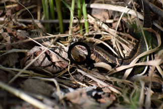 2023_06_11 Sisilisko (Lacerta vivipara)