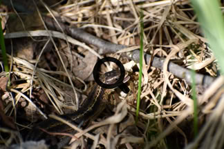 2023_06_11 Sisilisko (Lacerta vivipara)