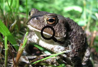 2007_07_12 Rupikonna (Bufo bufo)