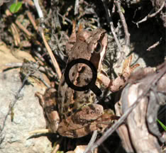 2009_06_22 Sammakko (Rana temporaria)