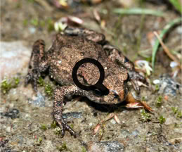 2005_07_23 Sammakonpoikanen