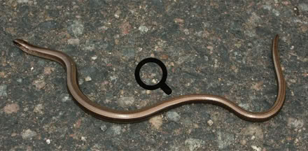 2005_07_29 Vaskitsa (Anguis fragilis)