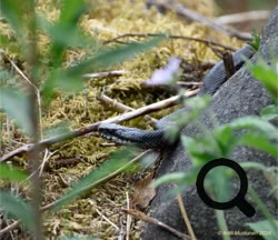 Kyy. 2.6.2024 Paltamo