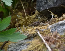 Sisilisko. 2.6.2024 Paltamo.