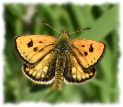 Perhoset, Mustatäplähiipijä